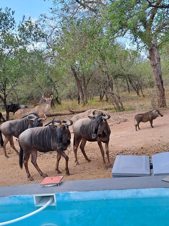 Nanisto Bush Lodge Marloth Park Bagian luar foto