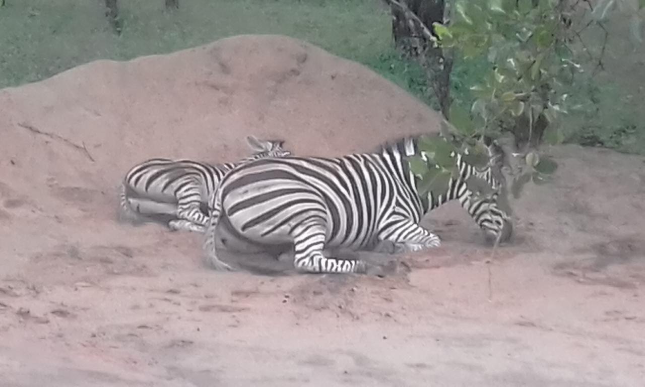 Nanisto Bush Lodge Marloth Park Bagian luar foto
