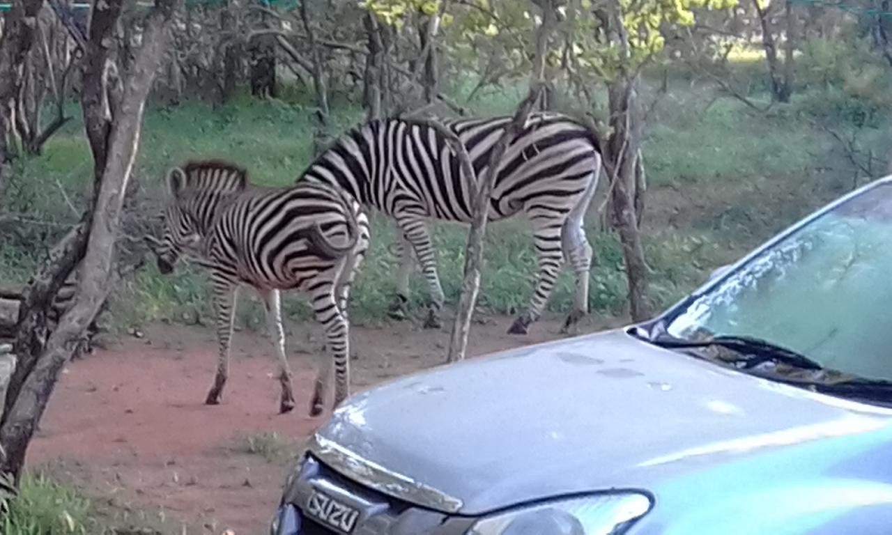 Nanisto Bush Lodge Marloth Park Bagian luar foto