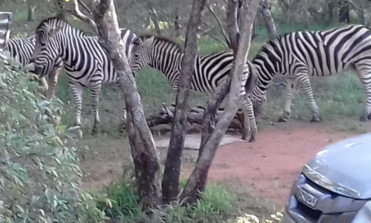 Nanisto Bush Lodge Marloth Park Bagian luar foto