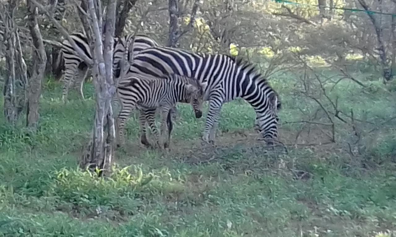 Nanisto Bush Lodge Marloth Park Bagian luar foto