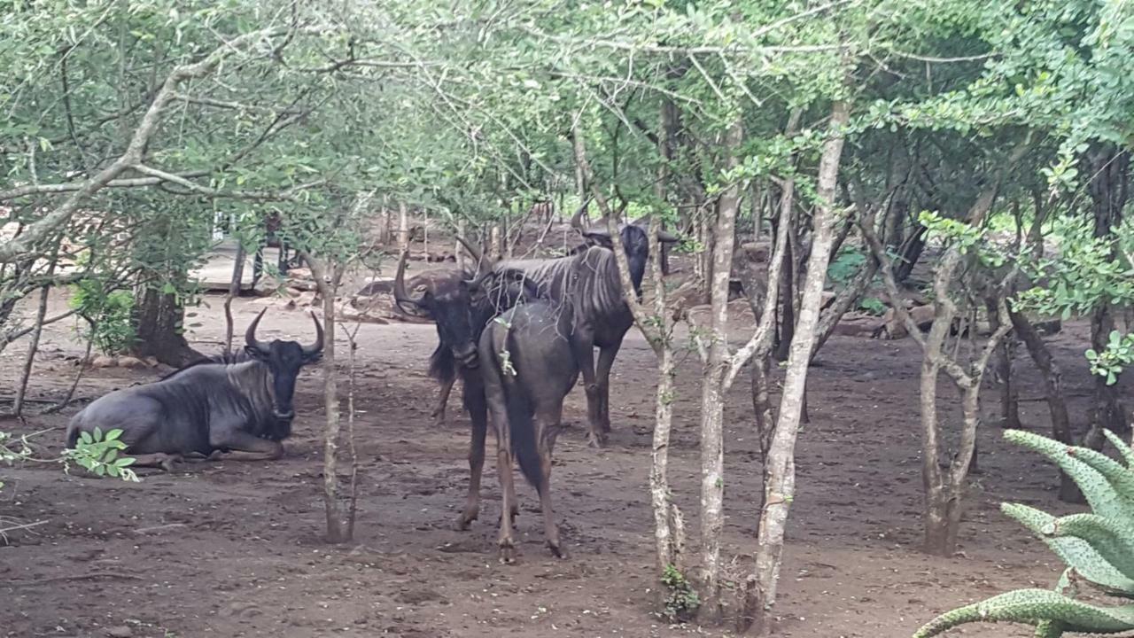 Nanisto Bush Lodge Marloth Park Bagian luar foto