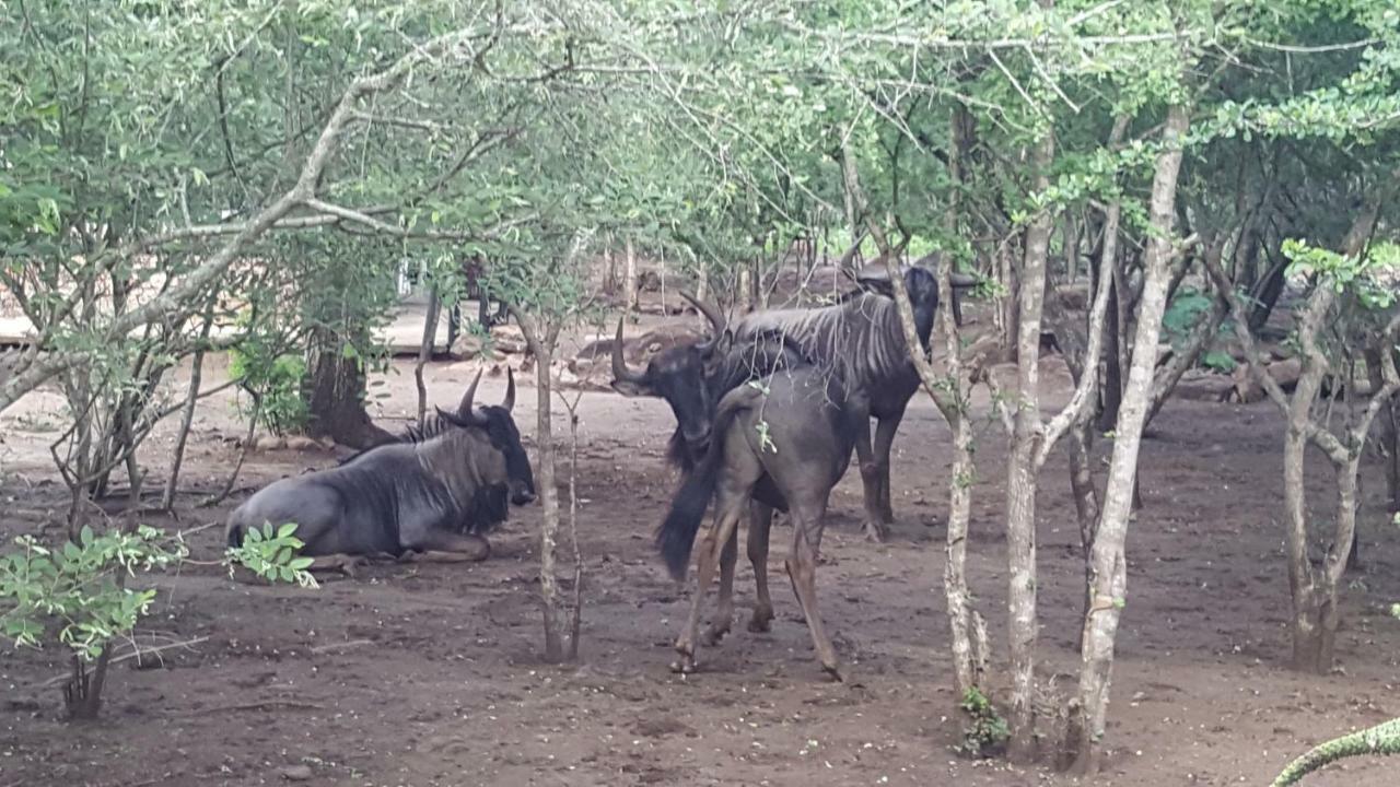 Nanisto Bush Lodge Marloth Park Bagian luar foto