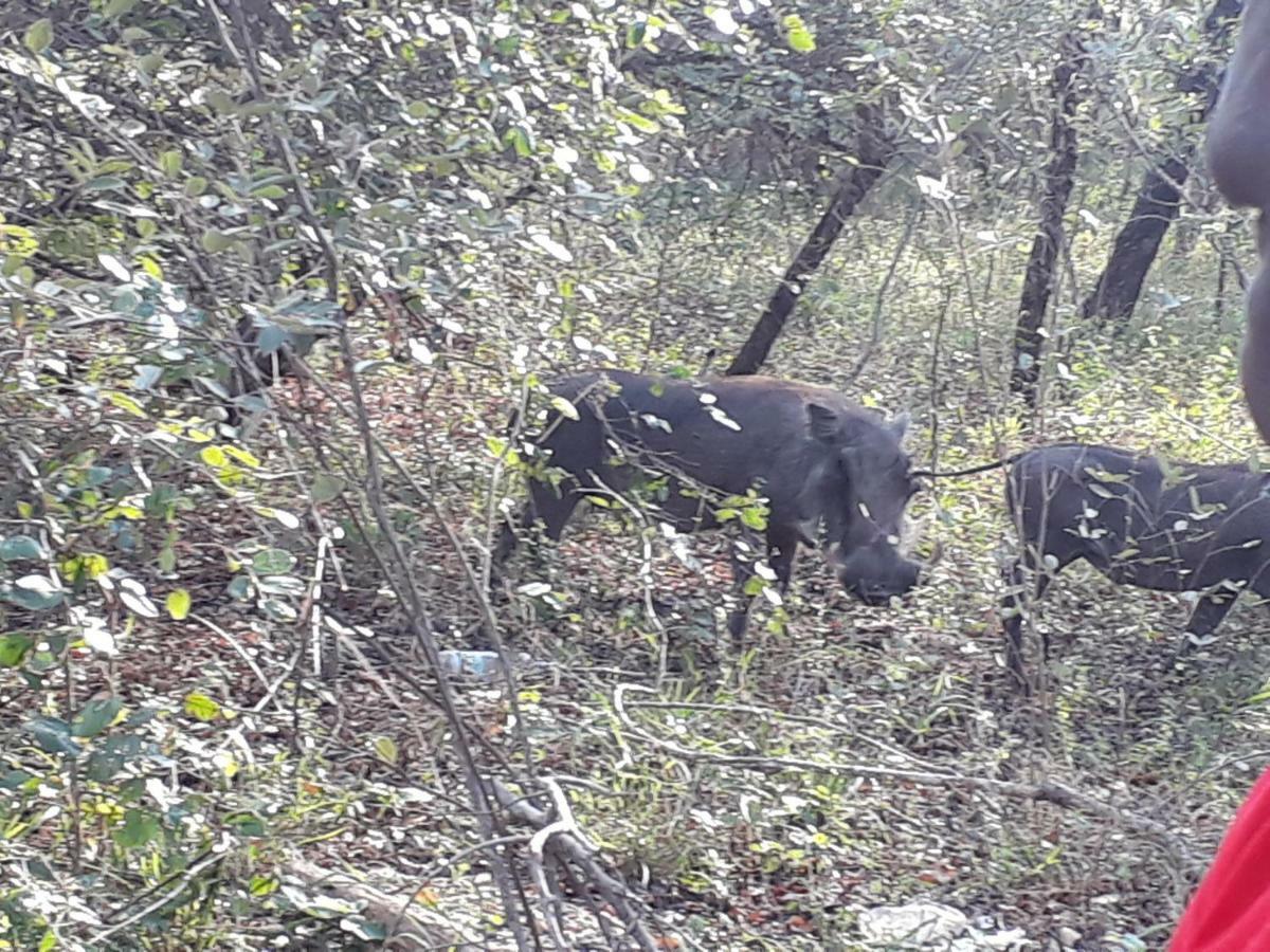 Nanisto Bush Lodge Marloth Park Bagian luar foto